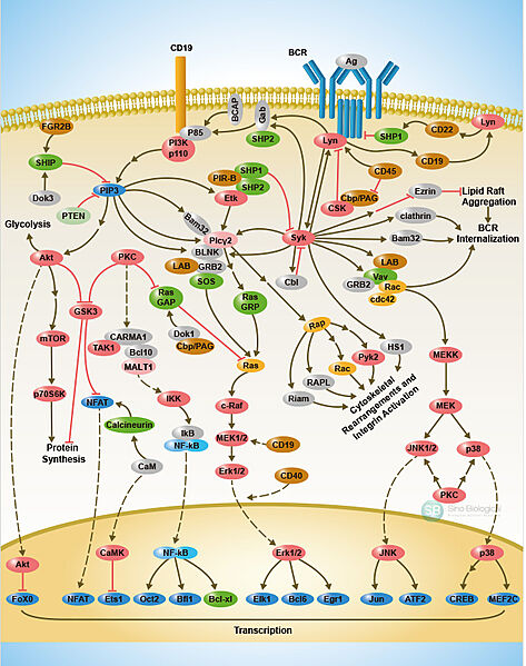 Image:B-Cell-Receptor-Signaling-Pathway.jpg