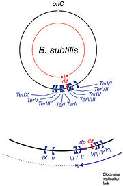 Fig 1. Replication termination (Ter) sites in Bacillus subtilis