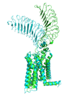 Figure 1: Inactive form of the thyrotropin receptor shown in blue. Active form of the thyrotropin receptor shown in green.