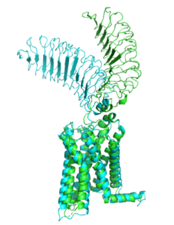 Figure 1: Inactive form of the thyrotropin receptor shown in blue. Active form of the thyrotropin receptor shown in green. Extracellular domain rotates about the dynamic hinge region. Transmembrane domain also sees some movement.