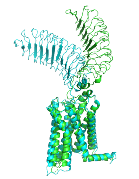 Image:Morph pics2.png