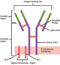 Figure 1. Overview of the human B Cell Receptor and its structural components. Used with permission under Wikimedia Commons.