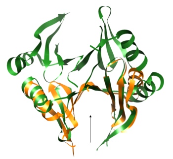 Superimposition between chain A of Q8NX24 (orange) and chain B of 2rk9 (green). The arrow indicates the active site of 2rk9.