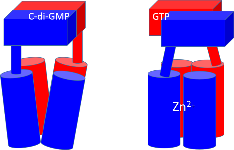 Image:Conformation change 2.png