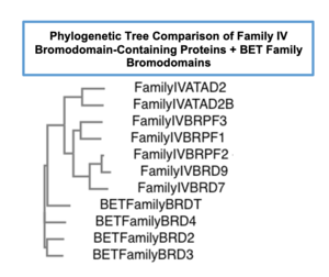Phylogenetic tree comparing bromodomain-containing proteins in Family IV to the well-characterized BET family of bromodomains