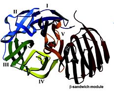 Thermotoga maritima β-fructosidase structure with the five-bladed β-propeller module (β-sheets from I to V) and the β-sandwich module