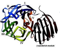 Structure of a GH32 family enzyme