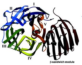 Thermotoga maritima β-fructosidase structure with the five-bladed β-propeller module (β-sheets from I to V) and the β-sandwich module