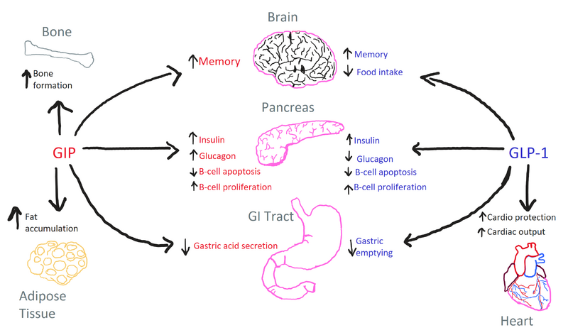 Image:Main gip.png