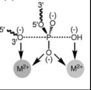 The metal ions' interaction