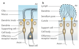 Figure 1: Vertebrate (a), and insect (b) sensilla. Figure 1 from Kaupp (2010), used with permission of Prof. U. Benjamin Kaupp.