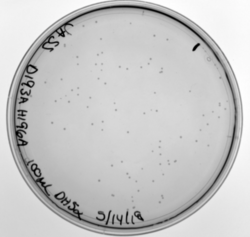 Figure 16. D193A and H196A mutations, transformed in DH5α.