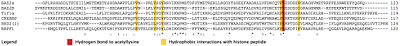 BAZ2a and other bromodomain sequences aligned to show conserved Kac binding residues.