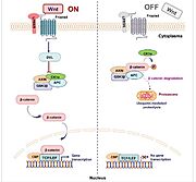 Fig. 5 – Canonical Wnt signal pathway: right – active Wnt pathway, left – inactive Wnt pathway, LPR5/6 – co-receptor interacts with Frizzled receptor through wnt molecule, DVL – Dishevelled protein inhibits degradation complex, CK1α - Casein kinase 1α phosphorylates β-catenin and allows binding of GSK3β, GSK3β - Glycogen synthase kinase 3β phosphorylates β-catenin and indicates it for degradation, APC - Adenomatous polyposis coli protein helps to binding of β-catenin to CK1α and GSK3β, TCF/LEF – family of transcription factors, CBP - CREB-binding protein. Taken from  