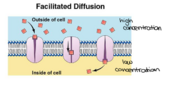 Facilitated Diffusion 
