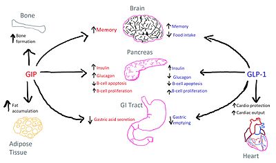 Figure 1: Distinction of functions between the GIP and GLP-1 receptors.