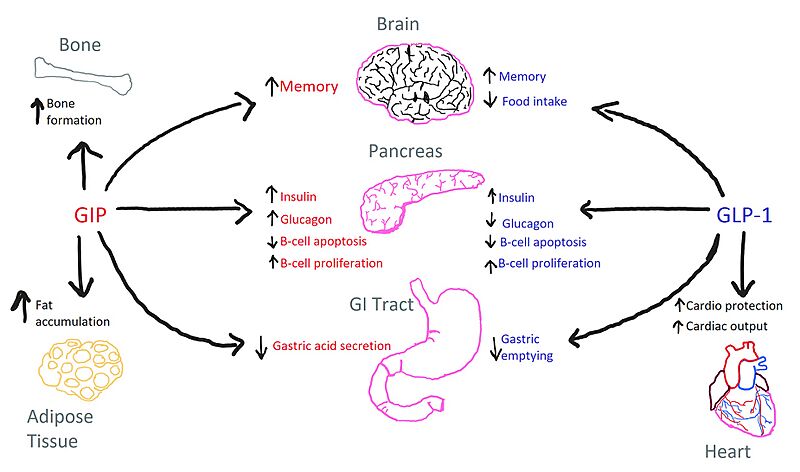 Image:Main GIP GLP.jpg