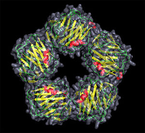 CRP structure <6>