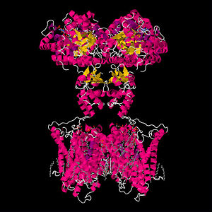 Structure of mammalian Shaker-related voltage-gated potassium channel (2r9r)