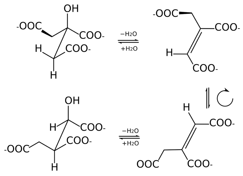 Image:Aconitase steps stereo.png