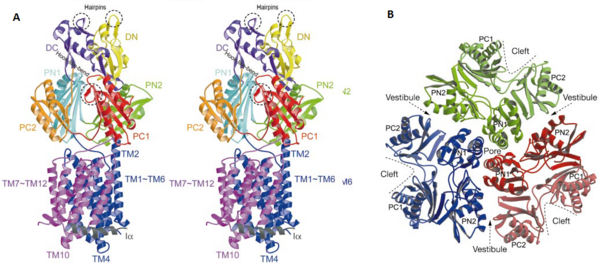 Figure 3. The structure of a single monomer. A) Topology diagram of the protomer, B) A stereo view of ribbon representation of a protomer viewed from outside the pore domain