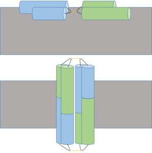 A proposed insertion (above) and dimerization mechanism to form cation channel (below) of Ectatomin in the cell membrane (gray).  Insertion occurs when the α and β subunits open at the hairpin hinge region (shown in black with yellow disulfide bonds), exposing internal hydrophobic residues which interact with hydrophobic lipid tails of the cell membrane.  Pore formation occurs after dimerization, allowing ions to freely cross the membrane.