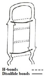 Figure 1: Simplified  model of Tachyplesin I.