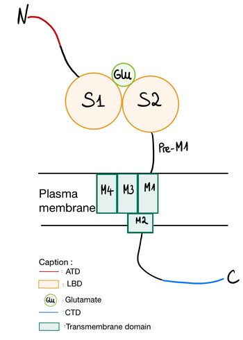 NR2A submit structure