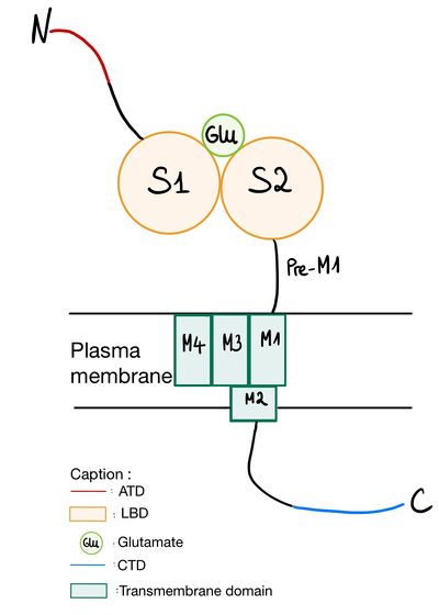 NR2A submit structure