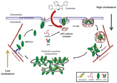 Figure 1. Within the cell the NPC1L1 transporter senses high level of extracellular cholesterol. At this point it then is taken in along with the cholesterol via endocytosis. When these extracellular cholesterol levels are low however, the NPC1L1 moves back. As seen above, ezetimibe stops the endocytosis from occurring thus preventing cholesterol storage.