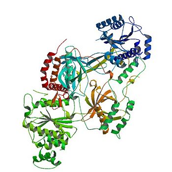 Crystal structure of Ku Heterodimer unbound to DNA