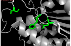 Figure 10: Putative catalytic triad of 4Q7Q: Ser164, Asp193, His196.