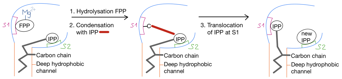 Elongation reaction