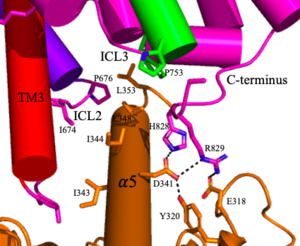 Figure 4. The interaction between an active mGlu (magenta/lime/purple/crimson) and a G-protein (orange). Hydrogen bonds are shown through black dashes