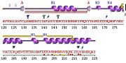 Secondary structure of 3HAF domain