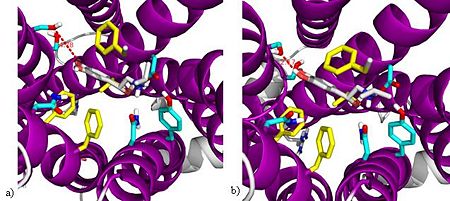 Models of  isoproternol binding to two B2AR structures. (a) Inactive B2AR: 4.78Å distance between the catechol-OH of the ligand and Ser207 of TM5  is too large for a H-bond. (b)  Active B2AR: A hydrogen bond distance of 2.17Å  between the catechol-OH of the ligand and Ser207  on TM5 is shown.