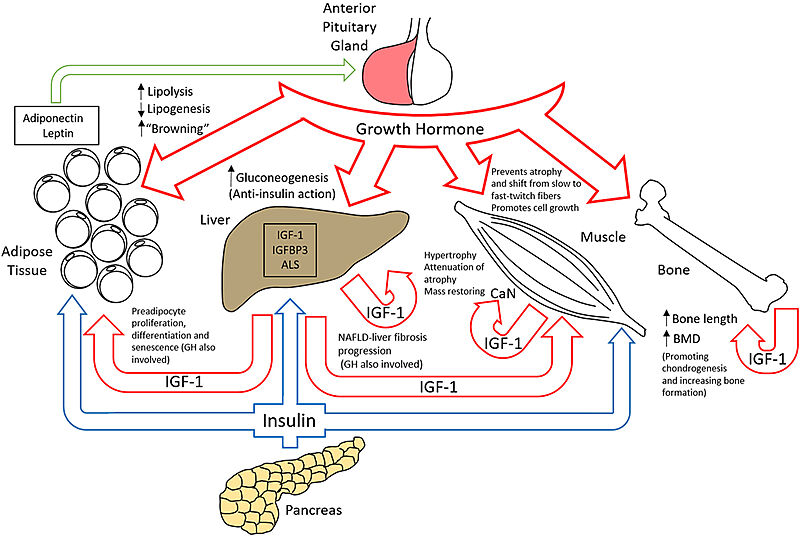 Image:Growth hormone function.jpg