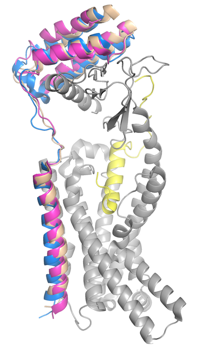 Figure 2. RAMP 1, 2, and 3 superimposed in the calcitonin receptor.