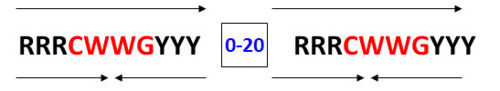 Figure 2: p53 consensus site; R= A or G, Y= C or T, and W=A or T.