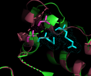 Comparison of Arg161 and Met165 residues in open and closed conformations.