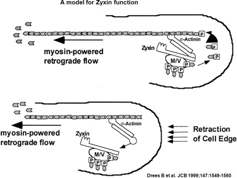 Image:Zyxin.jpg