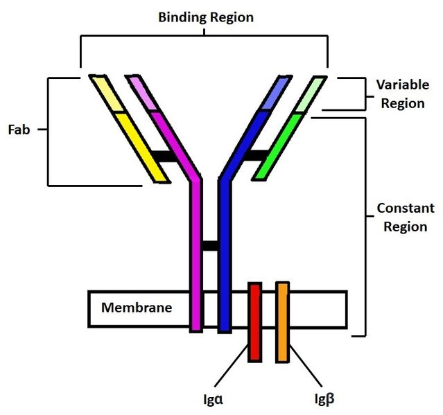 Image:BCR Diagram2.jpg