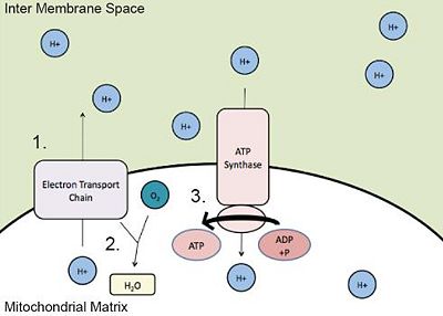 FIGURE 1: Movement of Protons (H+) Across Inner Mitochondrial Membrane 1.The electron transport chain pumps protons (H+) into the inter membrane space. 2.Protons (H+) in the matrix bond with oxygen (O2) to form water (H2O) in a reduction reaction.  3.Protons (H+) from the inter membrane space are used by ATP synthase, to provide energy for the conversion of ADP to ATP.