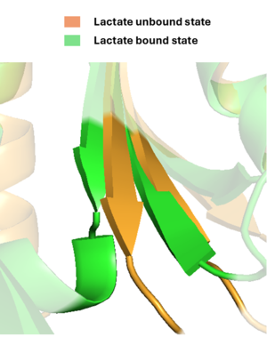 Conformational changes in the beta sheet domain