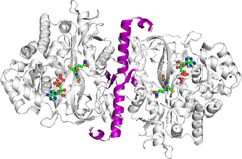 Image:Dimerization site GSS.jpg