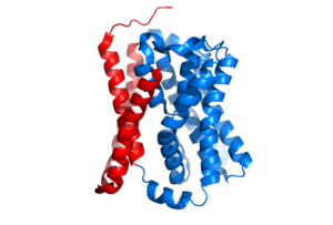 The coolest image of this protein EVAH!!!