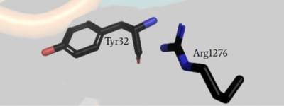 Figure 4: Arg1276 of the GRD active site is no longer sterically hindered in the open conformation by Glu31 of Ras, making it able to interact with γ-carbon of Tyr32 and form a bond with Ras.