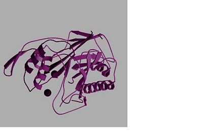 Figure: Showing the structure Bc-Smase with divalent metal ion Ca2+ which interacts with Glu-53 and His-296 residues.