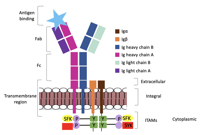 Image:Signal transduction.png