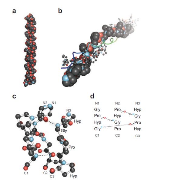 Image:Collagen.png